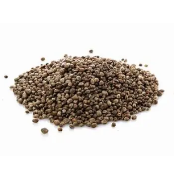 Fresh Hemp Seeds